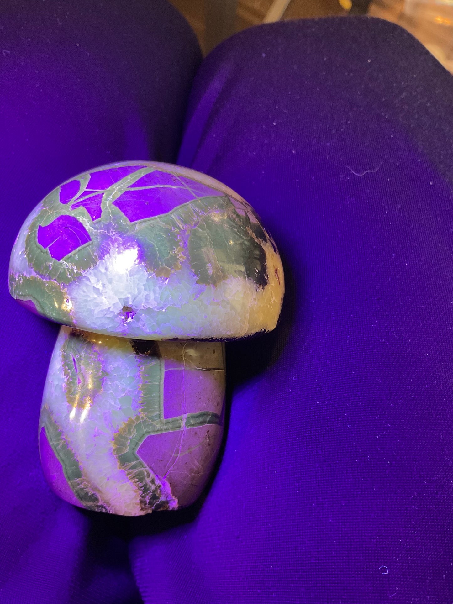 SEPTARIAN MUSHROOM - Grounding, Wisdom, Transformation