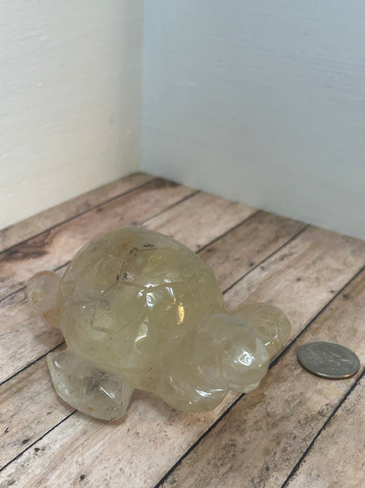 GOLDEN HEALER TURTLE