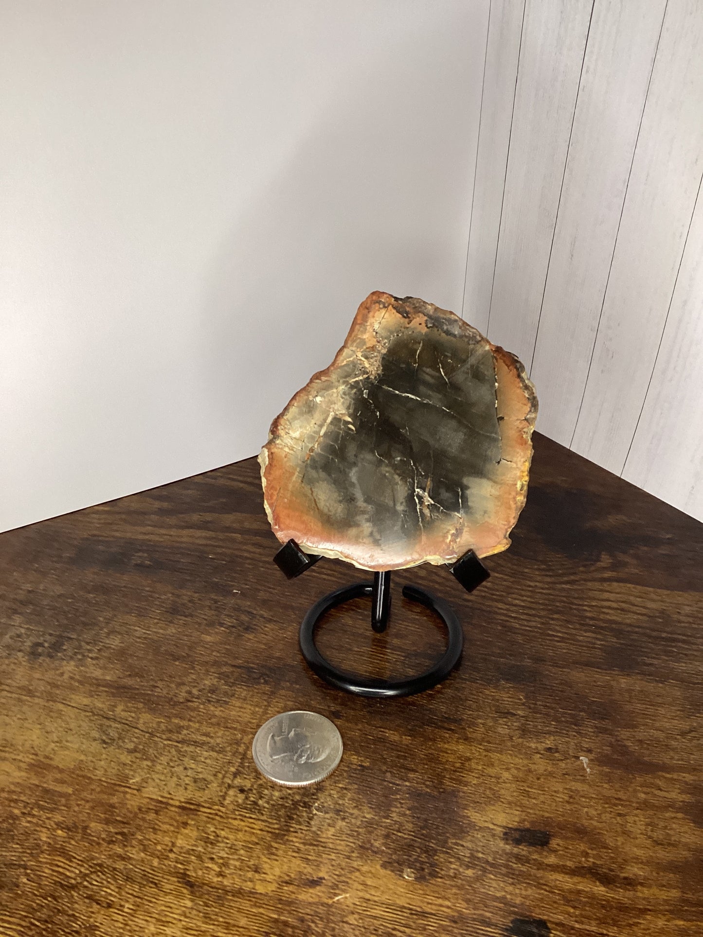 Petrified wood slab 186g