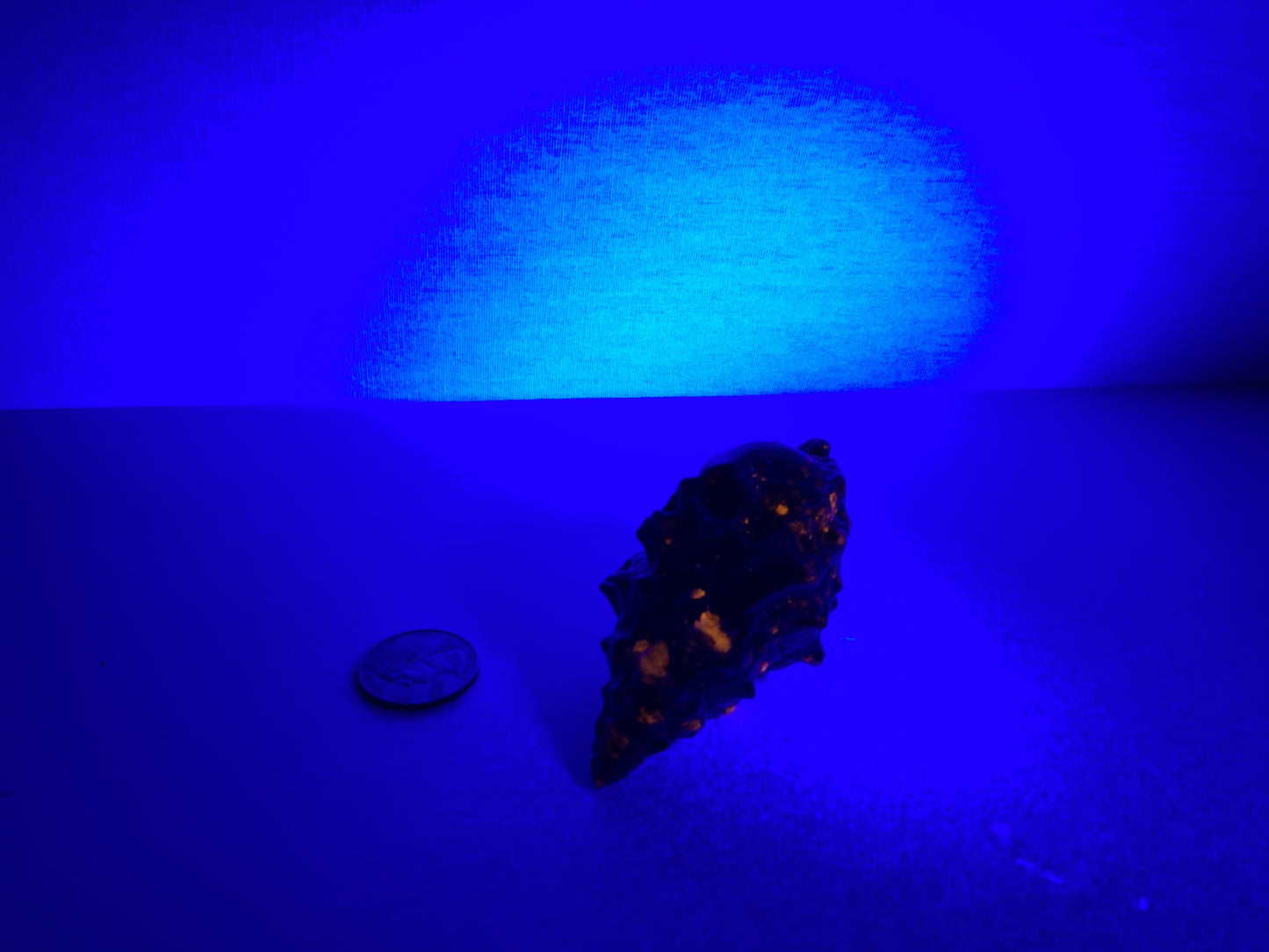 SEASHELL SKULL-Transformation, Wisdom, and Oceanic Energy