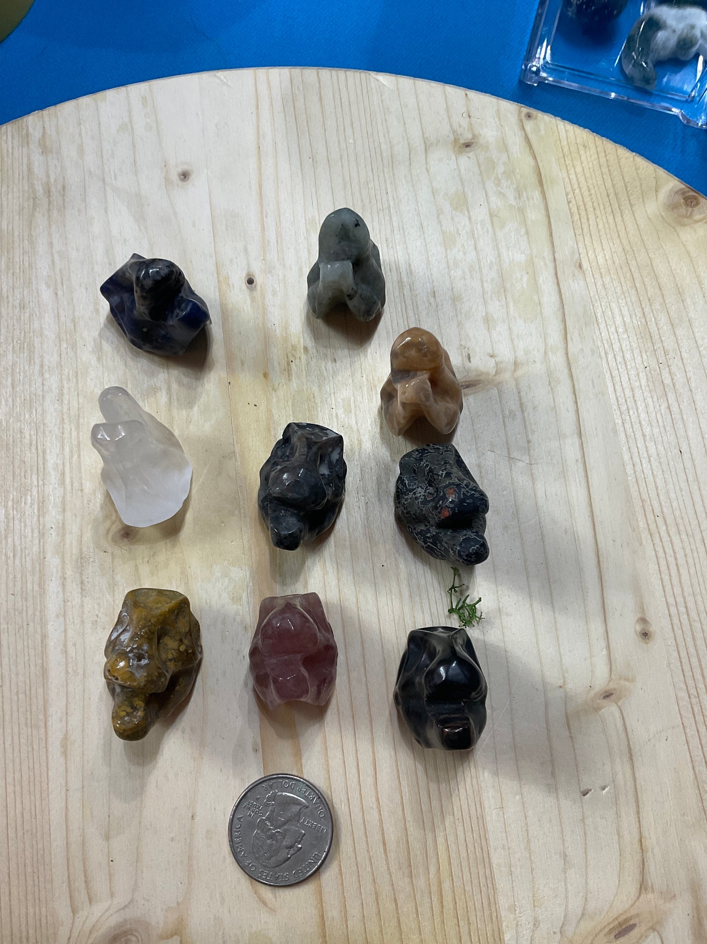 Mini dinosaur skulls
