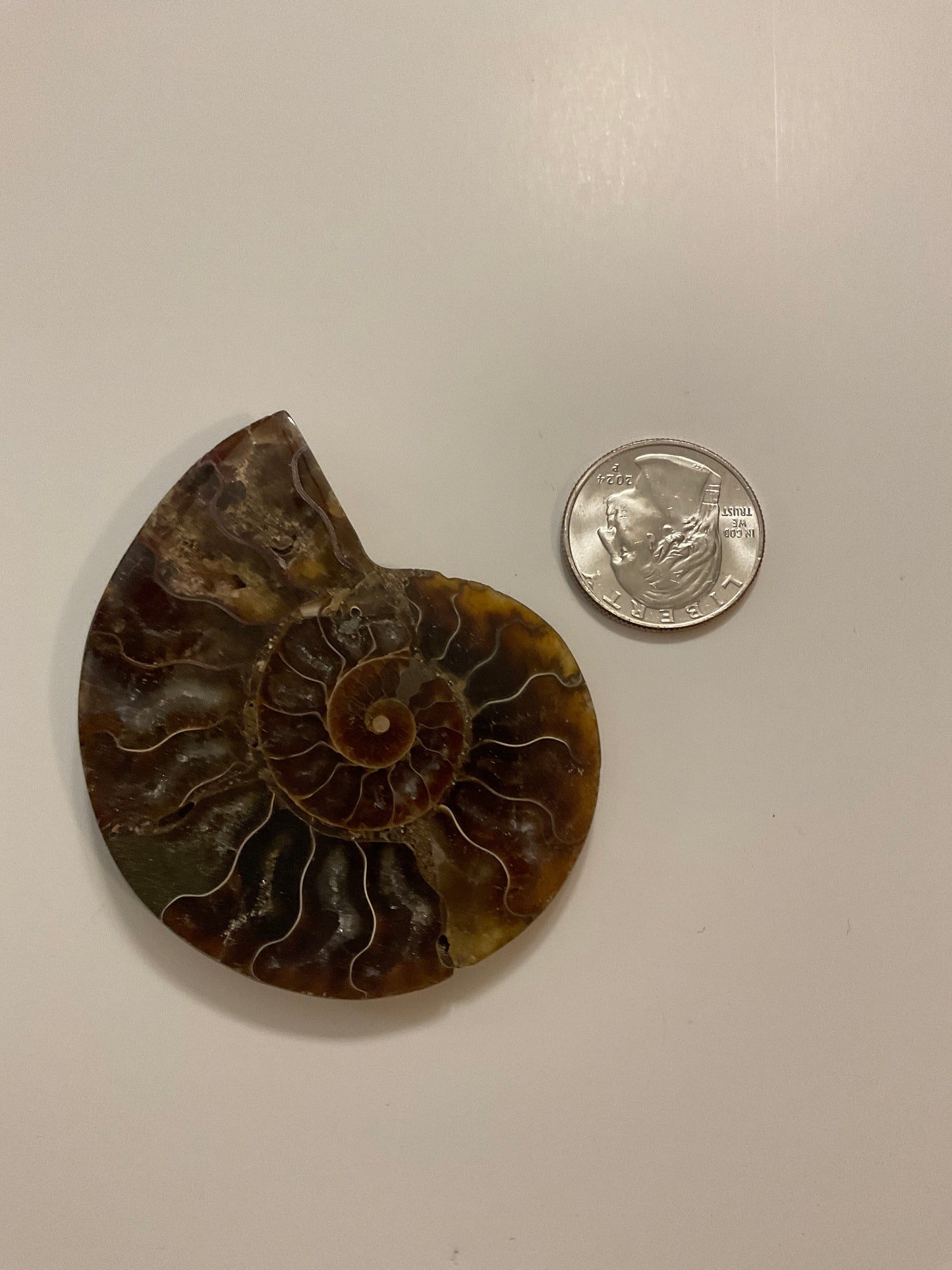 AMMONITE SHELL FOSSIL- Ancient Wisdom, Transformation, Earth’s Energy