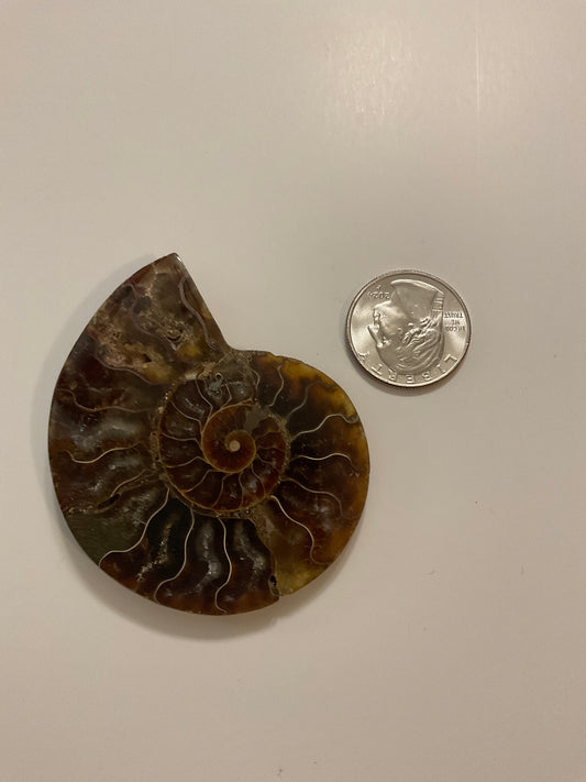 AMMONITE SHELL FOSSIL- Ancient Wisdom, Transformation, Earth’s Energy