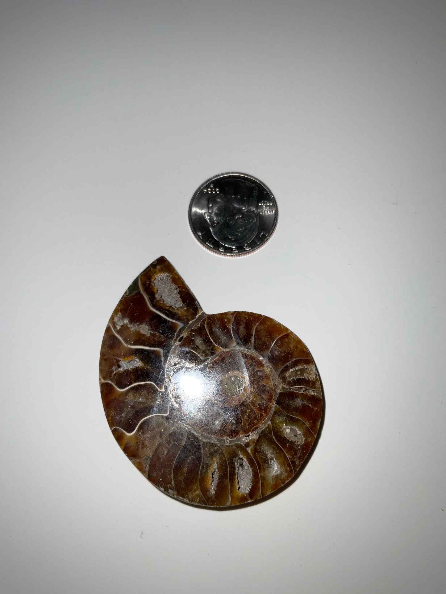 AMMONITE SHELL FOSSIL- Ancient Wisdom, Transformation, Earth’s Energy