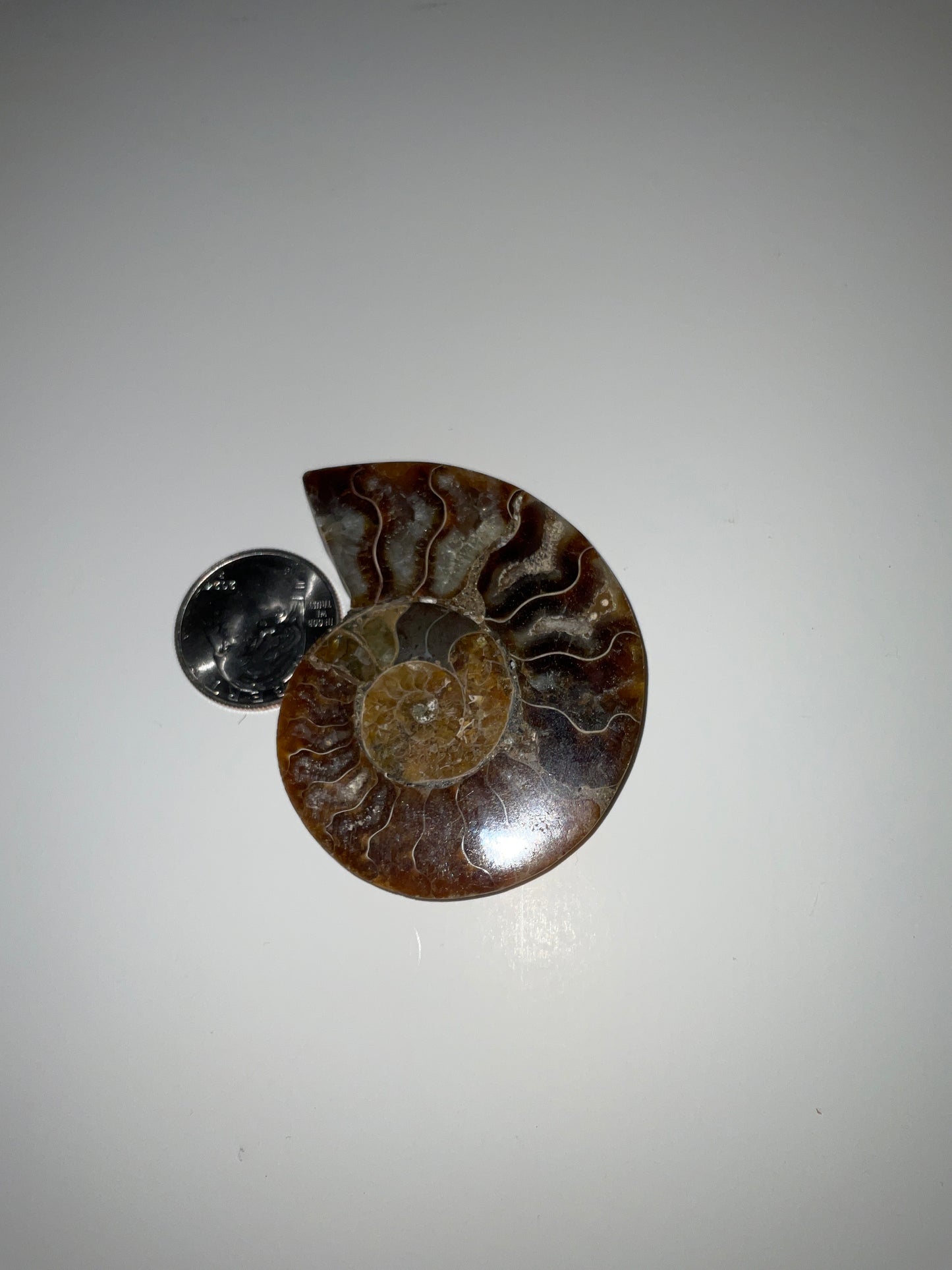 AMMONITE SHELL FOSSIL- Ancient Wisdom, Transformation, Earth’s Energy