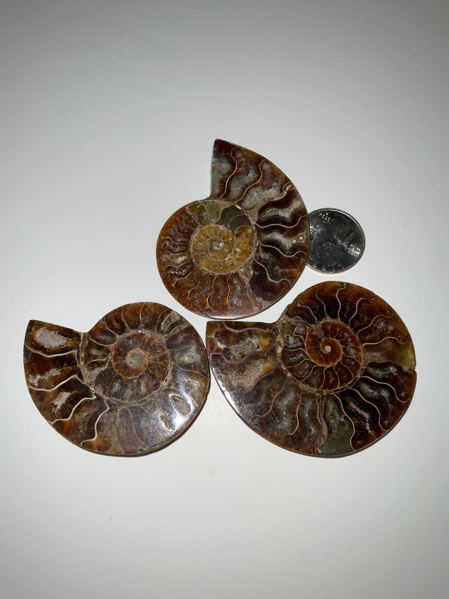 AMMONITE SHELL FOSSIL- Ancient Wisdom, Transformation, Earth’s Energy