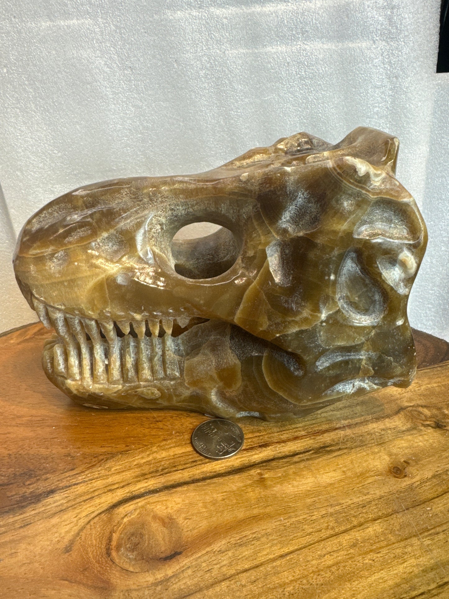 CHOCOLATE AGATE DINOSAUR SKULL-Strength, Wisdom, and Grounding Energy